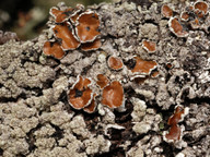 Parmeliopsis hyperopta