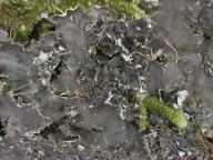 Peltigera praetextata