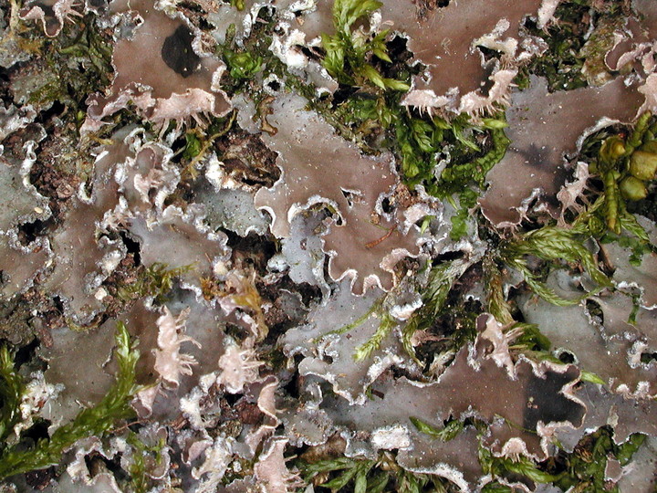 Peltigera collina