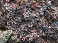 Peltigera rufescens