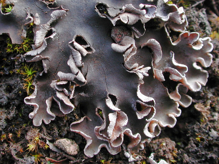 Peltigera rufescens