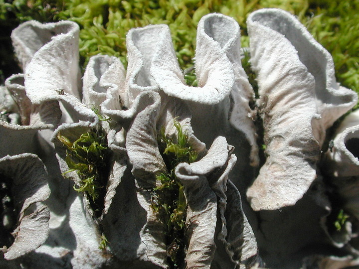 Peltigera rufescens