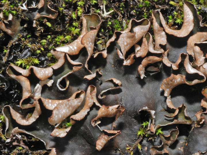 Peltigera hymenina