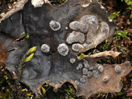 Peltigera didactyla