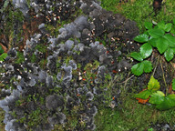 Peltigera membranacea