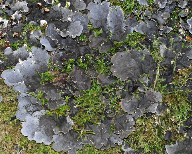 Peltigera membranacea