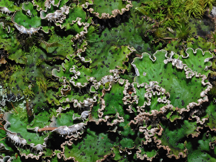 Peltigera aphthosa