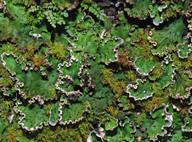 Peltigera aphthosa