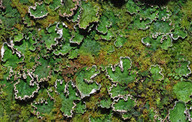 Peltigera aphthosa