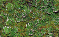 Peltigera aphthosa