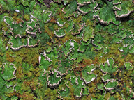 Peltigera aphthosa