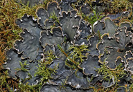 Peltigera hymenina