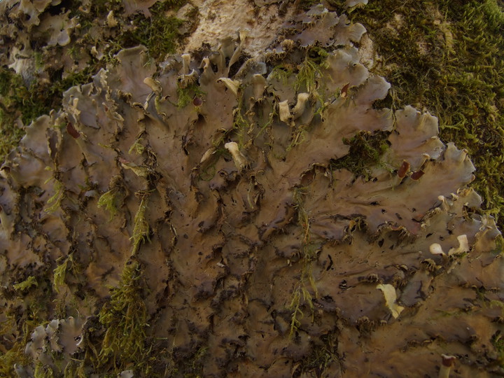 Peltigera praetextata