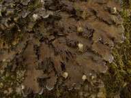 Peltigera praetextata