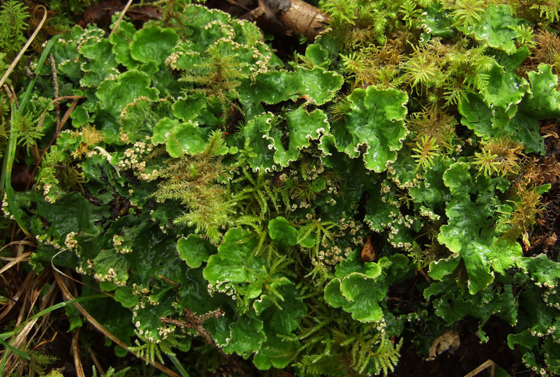 Peltigera aphthosa