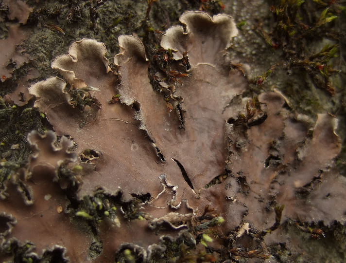 Peltigera collina