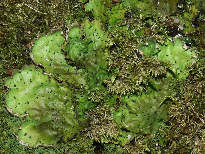 Peltigera aphthosa