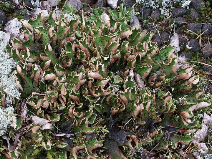 Peltigera aphthosa