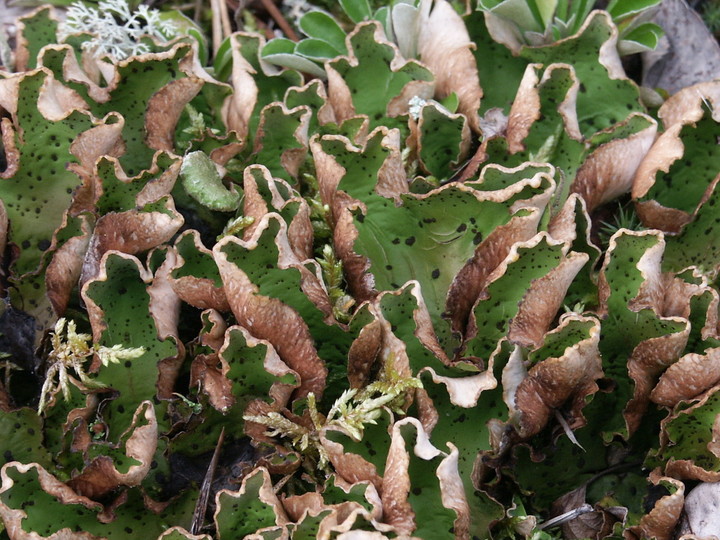 Peltigera aphthosa