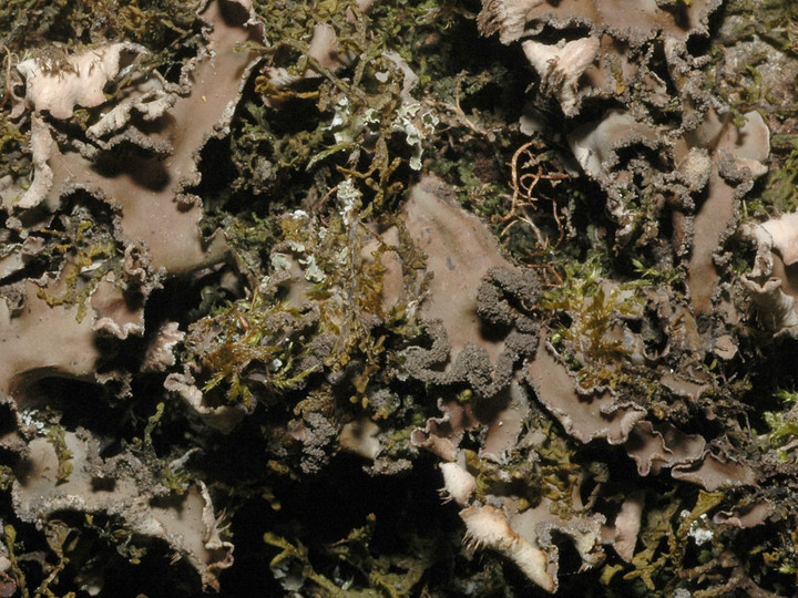 Peltigera collina