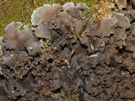 Peltigera praetextata