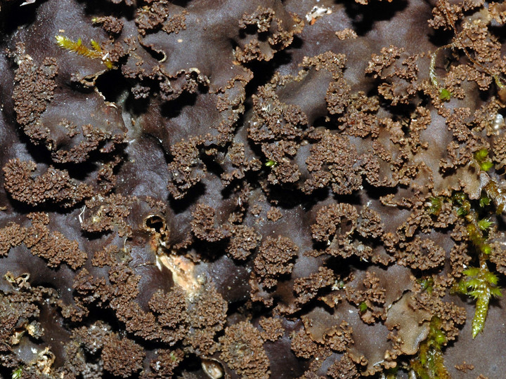 Peltigera praetextata