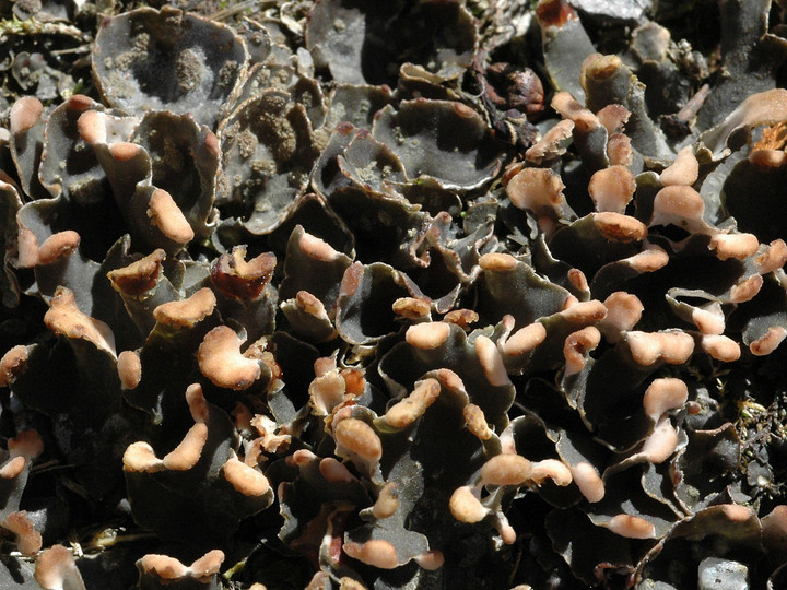 Peltigera didactyla