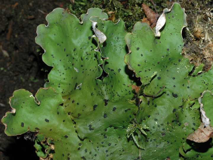 Peltigera aphthosa