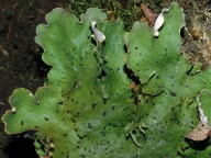 Peltigera aphthosa