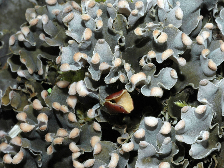 Peltigera rufescens