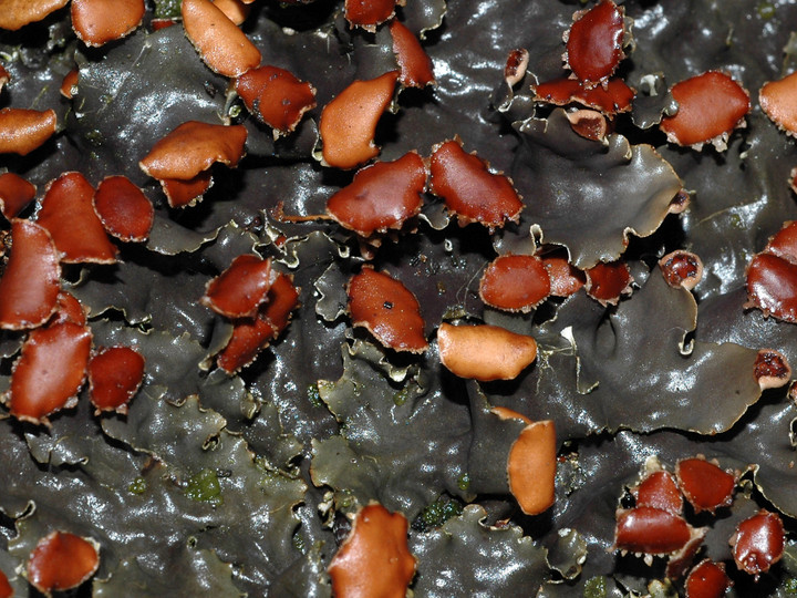 Peltigera horizontalis