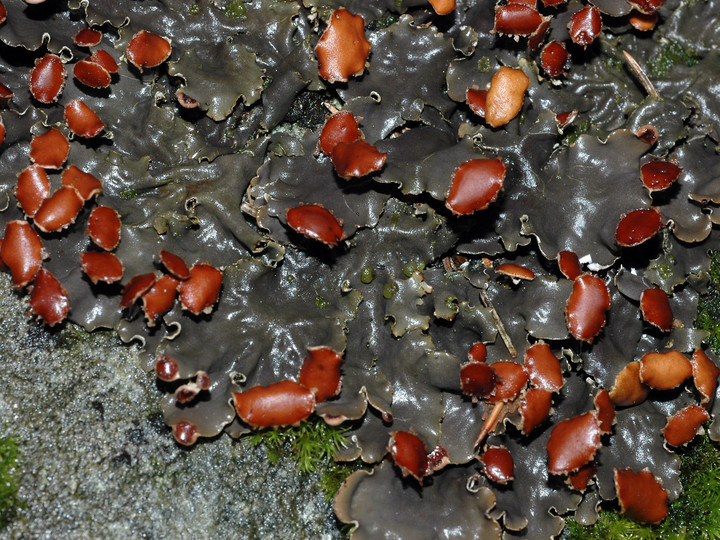 Peltigera horizontalis