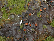 Peltigera horizontalis