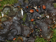 Peltigera horizontalis