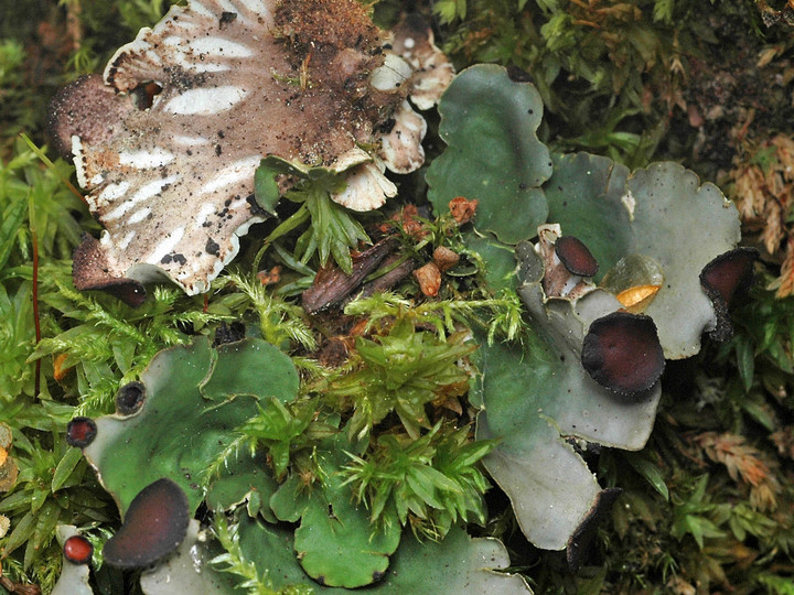 Peltigera venosa