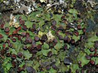 Peltigera venosa