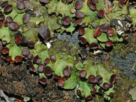 Peltigera venosa