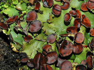 Peltigera venosa