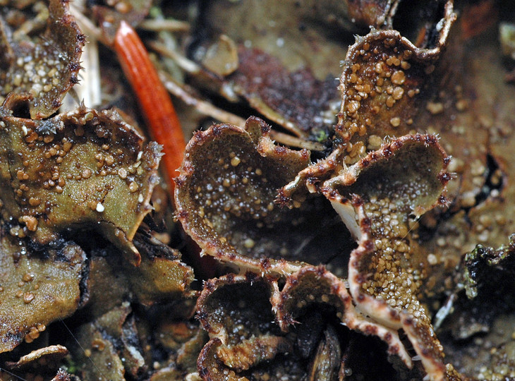 Peltigera lepidophora