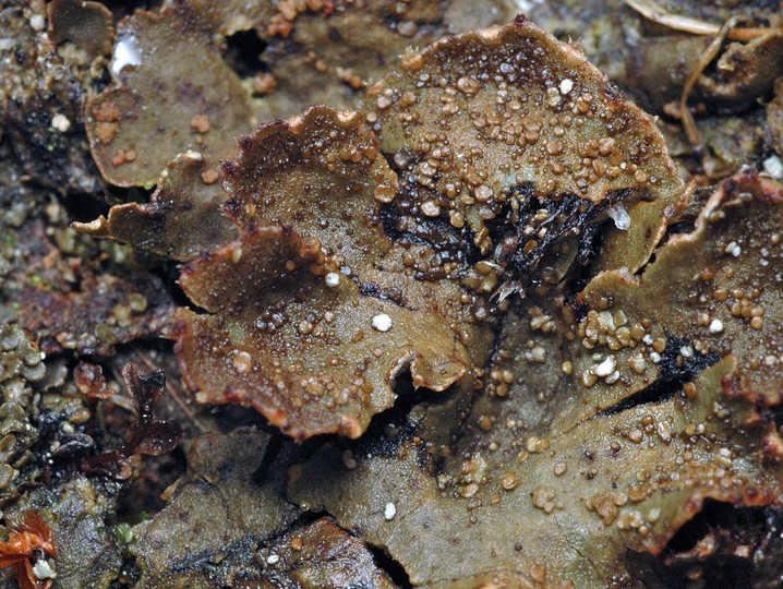 Peltigera lepidophora