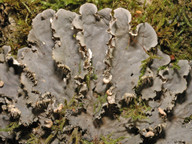 Peltigera canina