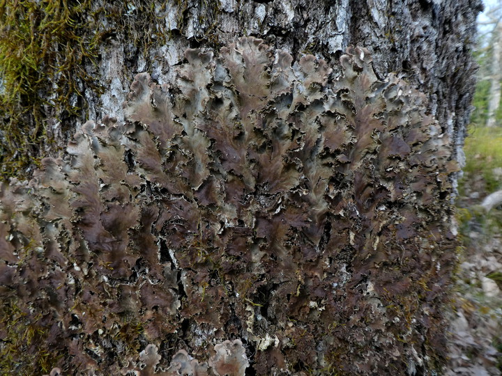 Peltigera praetextata