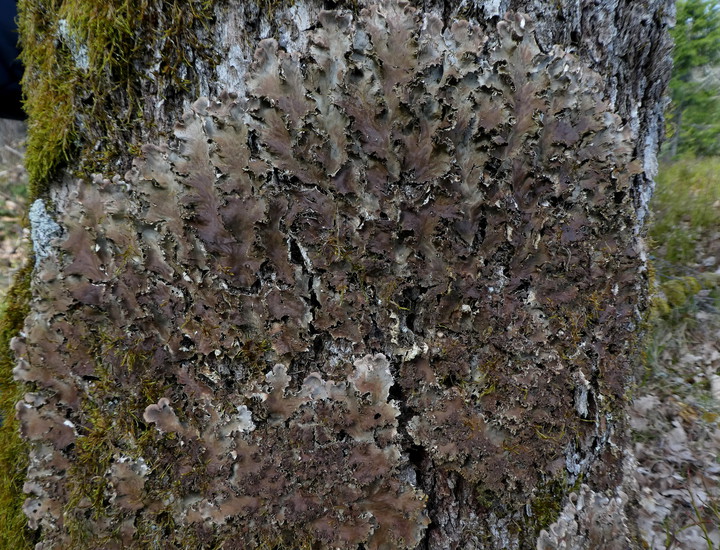 Peltigera praetextata