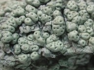 Pertusaria pertusa