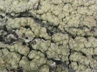 Pertusaria flavida