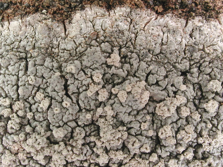 Pertusaria aspergilla