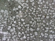 Pertusaria amara