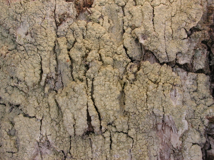 Pertusaria flavida