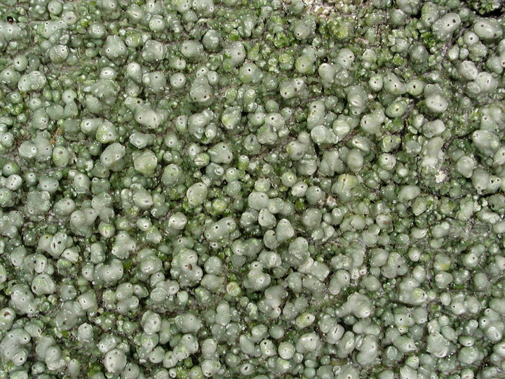 Pertusaria pertusa