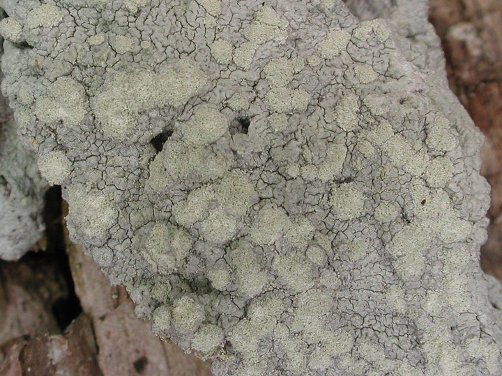 Pertusaria hemisphaerica